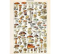 Millot Encyclopedia Page Mushrooms Fungus Unframed Wall Art Print Poster Home Decor Premium Página pared Póster Casa