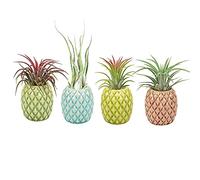 Mimeela Paquete de 4 Soportes para Plantas de Aire únicos, Bonitos Soportes de Pared para Plantas de Aire de piña, Soportes de cerámica para Plantas de Aire Tillandsia, decoración de Pared para el