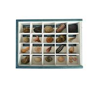 MINERALES Y FOSILES NANO Colección de 20 Fósiles del Mundo Premium en Caja de Madera Natural - Fósiles Reales educativos de Gran tamaño con Hoja de descripción. Kit Geología para niños