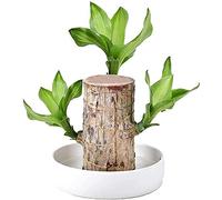 Mini Brazil Lucky Wood - Desktop Ornaments Hydroponic Potted Plant Stump Small Plant Indoor Office Plant, Plant Lucky Wood Bedroom to Purify The Air Indoor Brazilian