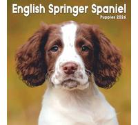 Mini calendario 2026 de cachorros de Springer Spaniel Inglés