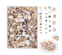 Mini conchasMarinas: Juego De Manualidades De conchasNaturales Mixtas, Pequeñas Estrellas De Mar Y conchasDecorativas, Material para Manualidades A Granel | Suministros De Decoración con Tema De Pl