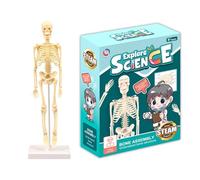 Mini esqueleto humano: juguete educativo de rompecabezas para niños, modelo en miniatura, forma realista, brazos extraíbles, piernas, fácil de montar, mini juego de cuerpo humano, 35 CM