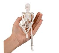 Mini Esqueleto Juguete para niños 7.87 Pulgadas Halloween Retraperable Mobiliario Decorativo Decorativo Modelo de Esqueleto para la enseñanza de la Fiesta de Pascua de Halloween, la decoración Navide
