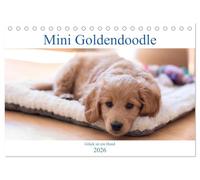 Mini Goldendoodle - Glück ist ein Hund (Tischkalender 2026 DIN A5 quer), CALVENDO Monatskalender: Mini Goldendoodles sind eine Kreuzung aus Golden ... zwei der liebevollsten Hunderassen.
