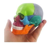 Mini Human Skull Model - 15 Parts Palm-Sized Anatomy Skull for Medical Teaching and Kids Education, Exploded Skull Puzzle(A)