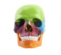 Mini Human Skull Model - 15 Parts Palm-Sized Anatomy Skull for Medical Teaching and Kids Education, Exploded Skull Puzzle