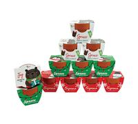 Mini macetas de terracota Buzzy Seeds Holiday Festive Friends | Abeto surtido (paquete de 12) | Oso, ping ino y mu eco de nieve | Kit de inicio p