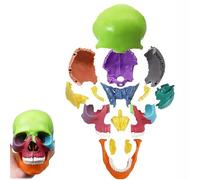 Mini modelo de calavera anatómica 1/2, modelo anatómico de calavera humana, modelo de cabeza realista extraíble, 15 piezas de calavera de plástico explosionada de colores para educación