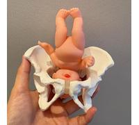 Mini modelo de parto pélvico femenino con bebé, anatomía de partería | Pelvis giratoria flexible y hueso de cadera móvil, herramienta de demostración de parto for educación sobre el parto