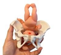 Mini modelo de pelvis femenina, cadera móvil y hueso pélvico, ayuda didáctica de rotación flexible, modelo de anatomía for el parto, demostración de técnicas de partería.