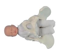 Mini modelo de pelvis femenina y bebé para simulación de parto. Modelo médico educativo para enseñanza, estudio y exhibición.