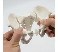 Mini modelo de pelvis, modelo de esqueleto, cadera móvil y hueso pélvico, rotación flexible, modelo de anatomía, modelo educativo médico pélvico femenino de 5.9 x 5.1 x 2.8 pulgadas.