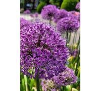 Mini My Life’s Love Story Journal: Blooming Memories to Treasure Forever (Small, Thin, 4 × 6 Inch Notebook, Lined Pages, Purple Allium Flower Soft ... Gift for Women & Men, Unisex, Father’s Day)