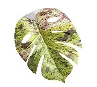 Mini Spider Habitat Accent - Terrarium Add On for Engaging Observation | Lightweight Resin Mount with Stable Grip Panel, Indoor Creature Display Ornament, Exploration Aid for Tiny Pets