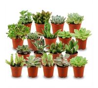 Mini Suculentas con Hojas Carnosas, Decoración, 18 Unidades, 5.5 cm