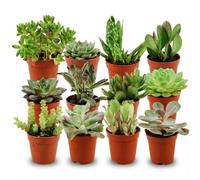 Mini Suculentas Naturales para Decoración, Set de 12, Maceta 5.5 cm