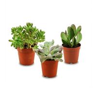 Mini Suculentas para Decoración de Interior, Pack de 3, Ø 5.5 cm