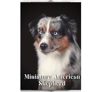 Miniature American Shepherd: Dog breed overview and guide