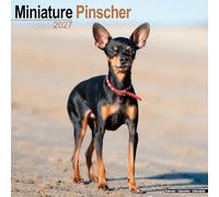 Miniature Pinscher 2027 Calendar | Square Wall Calendar | Dog Breed Gift | Plastic Free Packaging | by Avonside Publishing