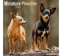 Miniature Pinscher Calendar 2024 Square Dog Breed Wall Calendar - 16 Month