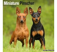 Miniature Pinscher Calendar 2026 Square Dog Breed Wall Calendar - 16 Month