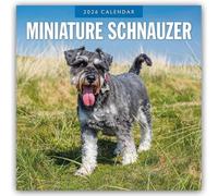 Miniature Schnauzer 2026 Square Wall Calendar: Original Red Robin Publishing Ltd-Kalender [Mehrsprachig] [Kalender]