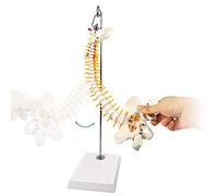 Miniature Spine Anatomy Model, 45cm Mini Vertebral Column Model Details Vertebrae, Spinal Nerves, Lumbar & Pelvis