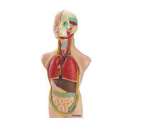 Miniland Human Anatomy Juego 11 Piezas 50 cm