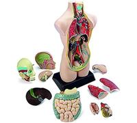 Miniland Set anatomia 11 pcs