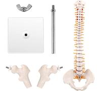 Minimodelo de columna vertebral - Modelo de columna vertebral humana desmontable de 45 cm con soporte for la enseñanza y el estudio de la anatomía, incluye nervios espinales.