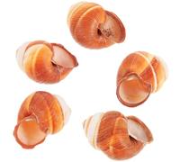 minkissy Conchas de Caracol Naturales y Gruesas para Hornear, Juego de 5 Piezas Tamaño 4-5 Cm, Resistentes a Altas Temperaturas, Accesorios Multiusos para Cocinar y Decorar Caracoles