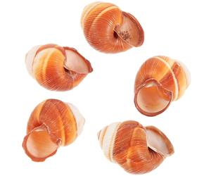 minkissy Conchas de Caracol Naturales y Gruesas para Hornear, Juego de 5 Piezas Tamaño 4-5 Cm, Resistentes a Altas Temperaturas, Accesorios Multiusos para Cocinar y Decorar Caracoles