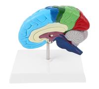 minkissy Modelo Anatómico del Cerebro Derecho Humano para Educación en Neurociencia Etiquetado de Regiones y Uso en Ciencias Salud