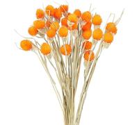 Minnhua 30 Tallos Flores Secas Naranjas Flores Secas Naturales Bolas de Craspedia Naranja Ramo Flor Seca Artificial Decoracion para Hogar Boda Fiesta Jarrones Arregalos Florales Mesa Balcon Terraza