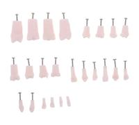 Mipcase Modelo de Enseñanza 24 Dientes Extraíbles Material Didáctico Tipodonto para Práctica Odontológica Modelo de Diente Desmontable Tornillos para Formación Educativa