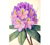 MIRONS Kits de punto de cruz estampados, Flores 11CT Kit de inicio de bordado de punto de cruz preimpreso para principiantes