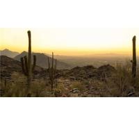 MIRRORANG 61x30cm Fondo de terrario Montaña Puesta de Sol Gobi Oasis Enorme Cactus Desierto Reptil Fondo de hábitat Fondo de Vinilo Duradero