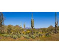 MIRRORANG 76x30cm Fondo de terrario Árbol de Joshua Tropical Cielo Azul Cactus Enorme Oasis Desierto Gobi Reptil Fondo de hábitat Fondo de Vinilo Duradero