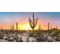 MIRRORANG 76x30cm Fondo de terrario de Sol y Desierto Enorme Cactus Oasis Fondo de hábitat de Reptil Gobi Fondo de Vinilo Duradero