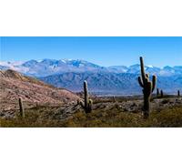 MIRRORANG 76x30cm Fondo de terrario Montaña Cielo Azul Nube Enorme Cactus Oasis Fondo de hábitat de Reptil Gobi Fondo de Vinilo Duradero