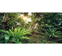 MIRRORANG 91x50cm Fondo de terrario de Bosque Profundo, Sol, Plantas Tropicales, árboles, Fondo de Acuario, Bosque Tropical, Reptil, hábitat, Fondo de Vinilo