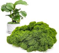 MisFun 100g Musgo Artificial, Musgo Seco Artificial, Musgos Artificial para Decorar, Musgos Falso Decorar, Musgoes Ddecorativo para Manualidades, Musgoes Preservado Adornos Navideños (Verde Claro)