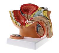 misppro Sección sagital de 1:2 estructura de la cavidad pélvica masculina humana kits de modelo anatómico