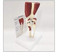 MISTILI Modelo Anatómico De La Rodilla Humana, Anatomía De La Rodilla Rodilla Modelo para La Investigación Médica Modelo De Funcionamiento De La Rodilla Humana