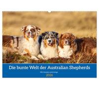 Mit Aussies unterwegs - Die bunte Welt der Australian Shepherds (Wandkalender 2026 DIN A2 quer), CALVENDO Monatskalender: Ein Kalender der bunten ... Australian Shepherd in Action und im Portrait