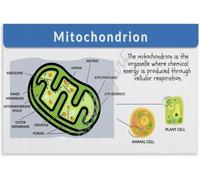 Mitochondria Structure and Function Biology Educational Poster Science Cell Organelle Chart for Classroom Study Room(Framed,08x12inch(20x30cm))
