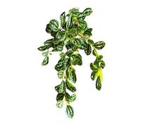 MIUYTRN Plantas Colgantes Falsas de 45cm, Hojas Artificiales de ratán, Hierba sintética, Vid, Hojas de Begonia de plástico, lianas de Pared, Plantas for decoración de bonsái de Escritorio cuicui(45cm