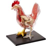 MNJVCFDS Kit de Modelo de Esqueleto de anatomía de Pollo 4D, Modelo de órgano de biología Animal, Rompecabezas Desmontables de 32 Piezas, Juguete de Modelo de enseñanza médica de biología Animal
