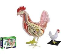 MNJVCFDS Modelo de enseñanza de anatomía de Pollo 4D, Modelo de Esqueleto Modelo de anatomía Modelo de Pollo anatómico Modelo de Animal anatómico científico Desmontable de 32 Partes